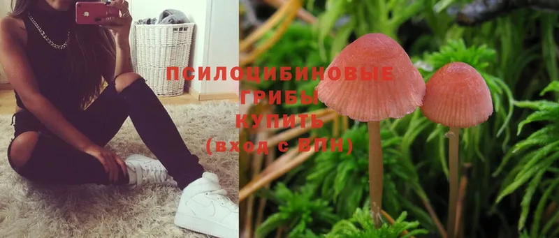 кракен сайт  Выборг  Галлюциногенные грибы Psilocybine cubensis 